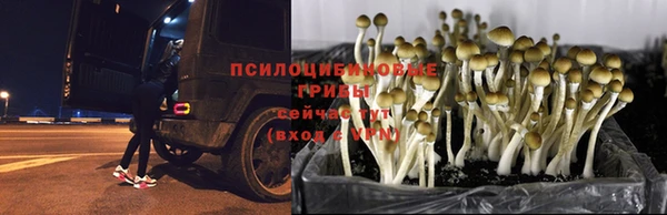 мет Алексин